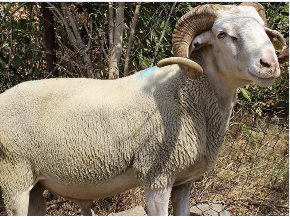 KUYRUKLU KOÇ - KIVIRCIK KOÇ